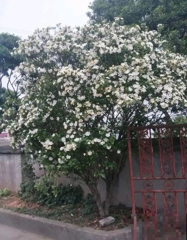 沙漠玫瑰太能长，足足100斤，1个人差点搬不动！