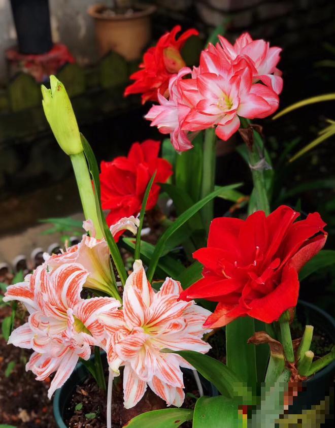 为什么朱顶红要休眠?因为不休眠,很可能不开花! 为什么朱顶红要休眠?因为不休眠,很可能不开花!