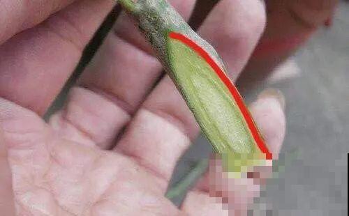 嫁接达人,玉树嫁接长寿上,花友直呼内行! 嫁接达人,玉树嫁接长寿上,花友直呼内行!