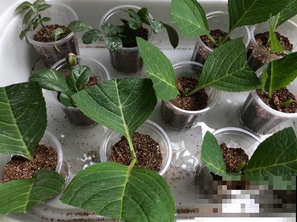 天凉最适合扦插,绣球随便剪根枝,插水里都能活! 天凉最适合扦插,绣球随便剪根枝,插水里都能活!