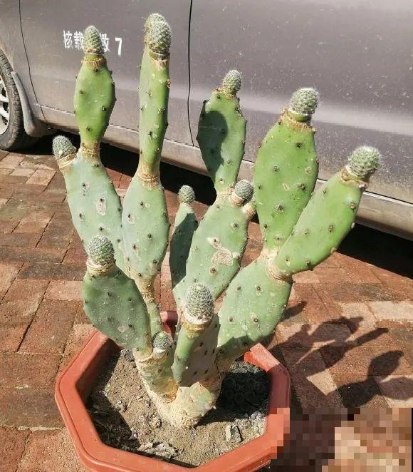 嫁接达人,玉树嫁接长寿上,花友直呼内行! 嫁接达人,玉树嫁接长寿上,花友直呼内行!