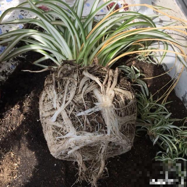 养根的3个小方法,照着一步步做,根能撑爆盆! 养根的3个小方法,照着一步步做,根能撑爆盆!