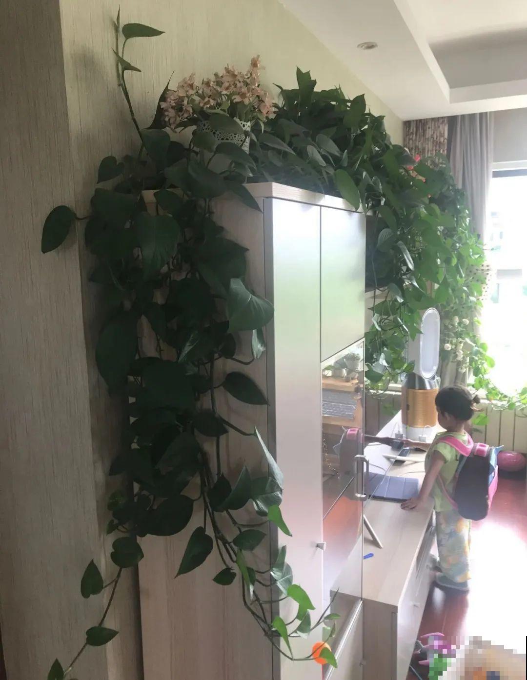 1米7的天竺葵，开花成瀑布，太震撼了