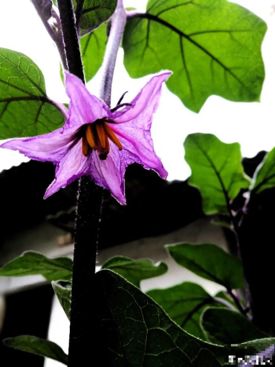 农村养出的“宝藏”花,精致可爱,一点也不土气! 农村养出的“宝藏”花,精致可爱,一点也不土气!