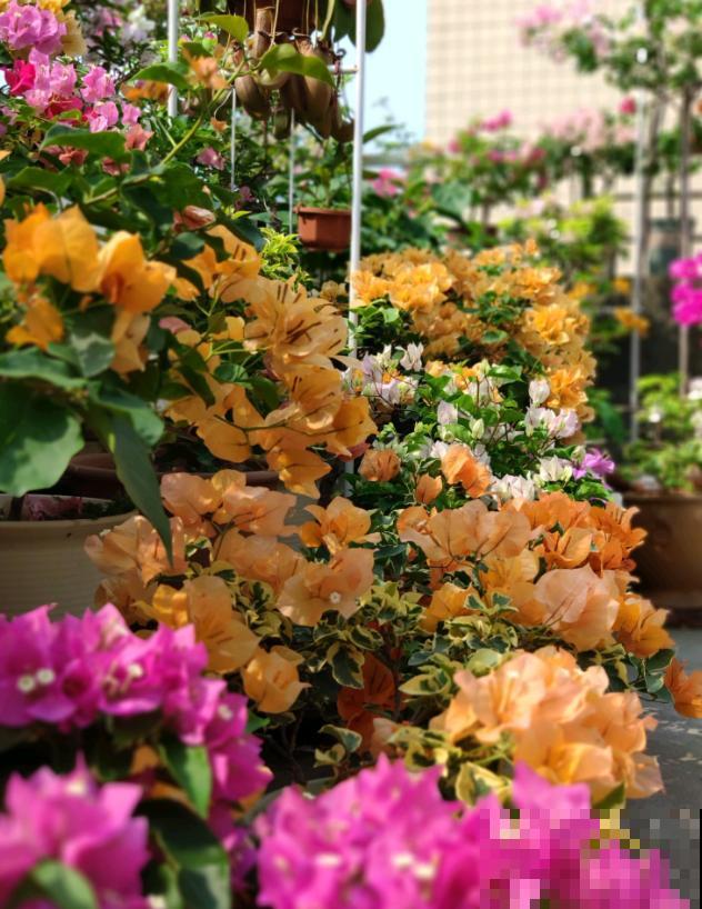 20平的小楼顶，养了100多盆三角梅，花团锦簇美不胜收！