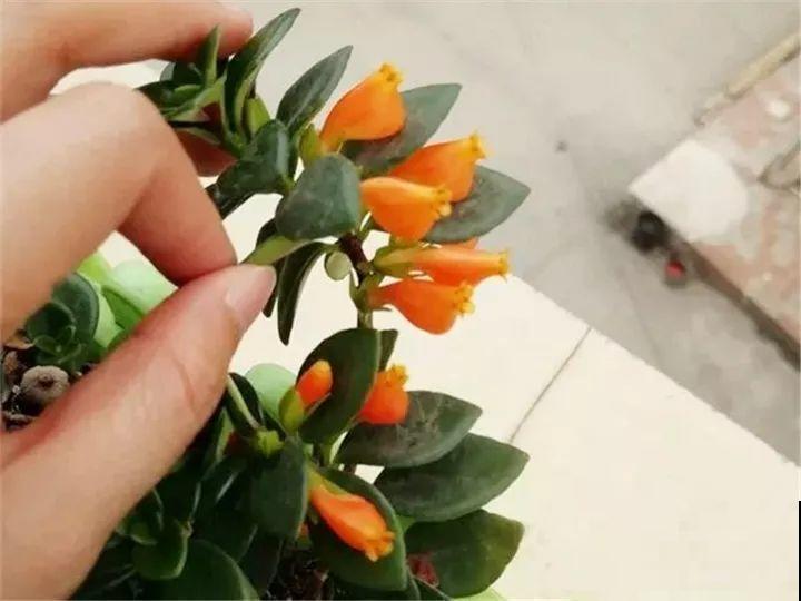 特俊的金鱼吊兰，金灿灿的，花朵一开就是一年！