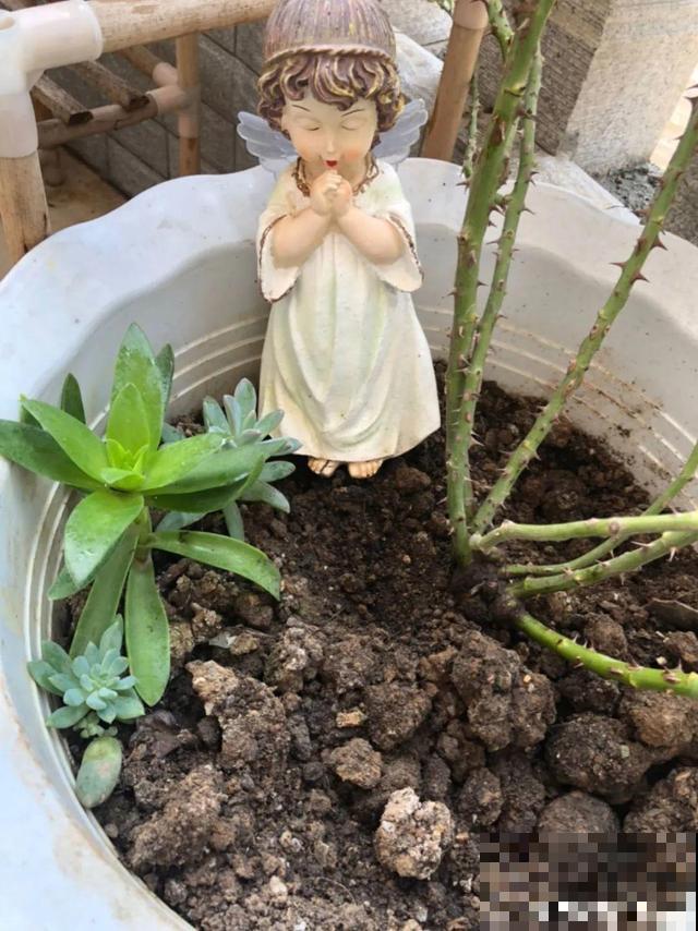 20种花,天凉了赶紧剪,来年开花有多又艳! 20种花,天凉了赶紧剪,来年开花有多又艳!