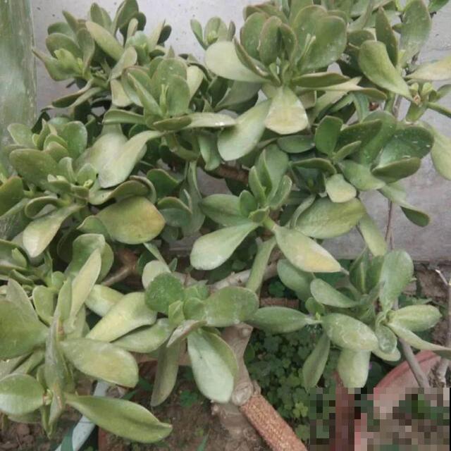 20种花,天凉了赶紧剪,来年开花有多又艳! 20种花,天凉了赶紧剪,来年开花有多又艳!