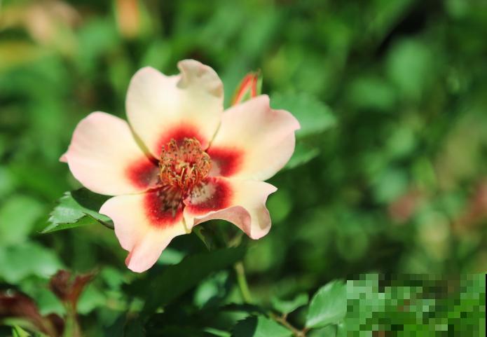 8款眼睛月季,花型独特,还有好闻的香味! 8款眼睛月季,花型独特,还有好闻的香味!