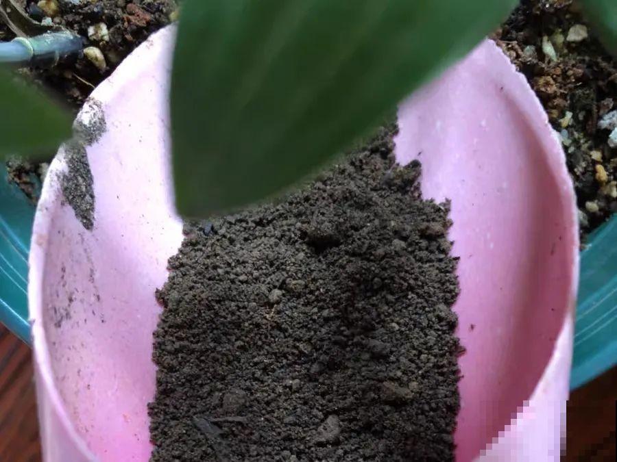 路边不起眼的是宝贝,捡到养花就是宝,养花多年不换盆! 路边不起眼的是宝贝,捡到养花就是宝,养花多年不换盆!