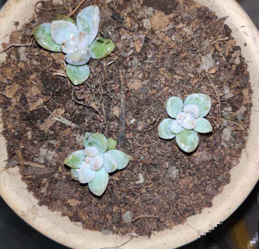 吃剩的骨头不要扔,拿来给花补钙,花朵疯长! 吃剩的骨头不要扔,拿来给花补钙,花朵疯长!