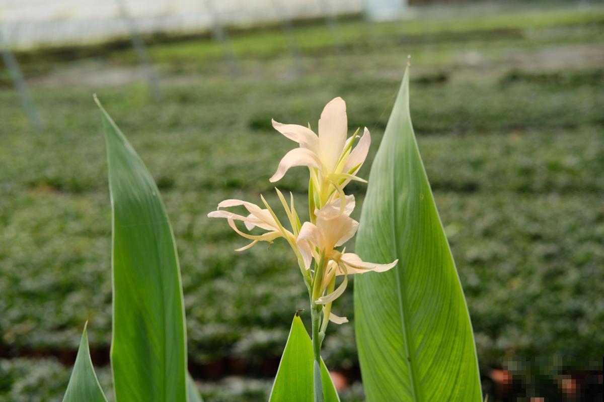 院子里种几棵美人蕉,从夏开到秋,美爆了! 院子里种几棵美人蕉,从夏开到秋,美爆了!