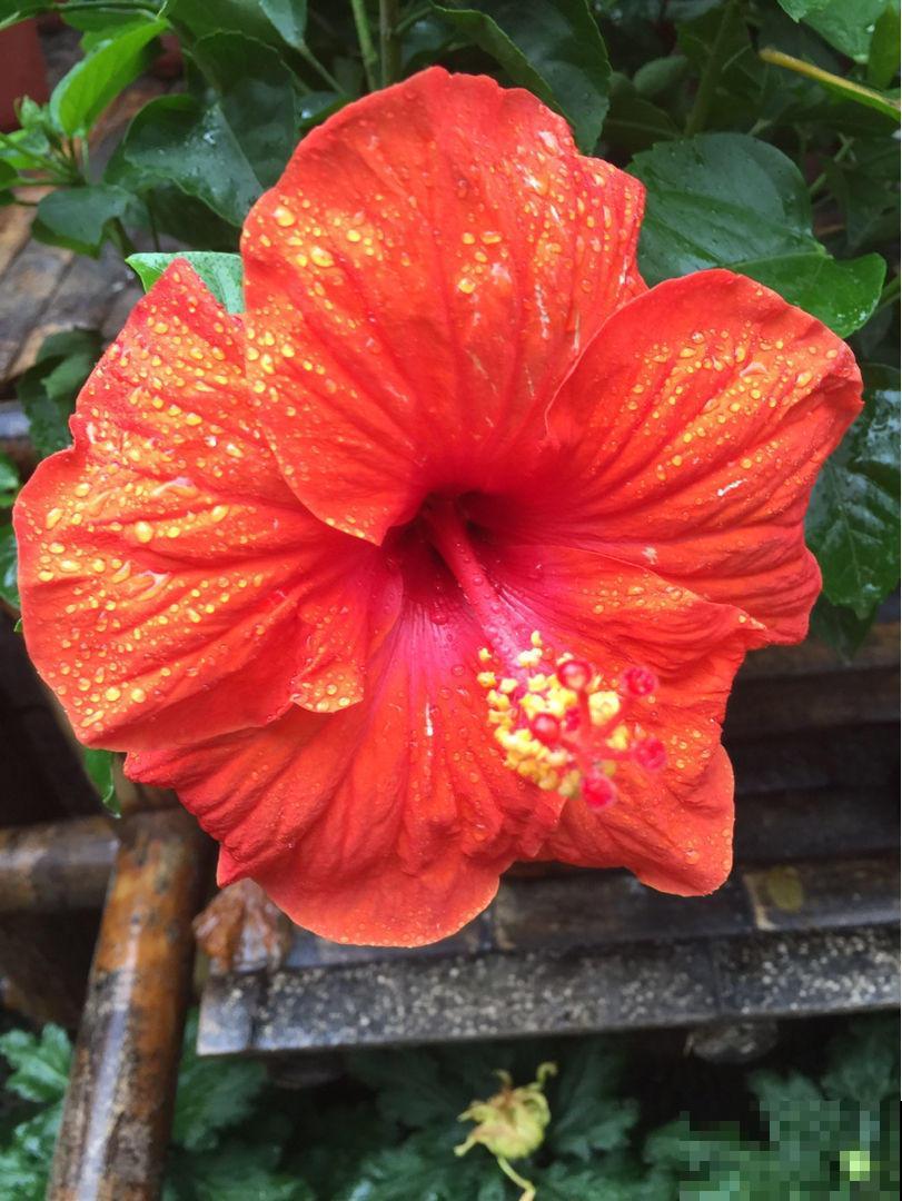 不怕淋雨的5种花,不娇气,淋一次长一茬! 不怕淋雨的5种花,不娇气,淋一次长一茬!