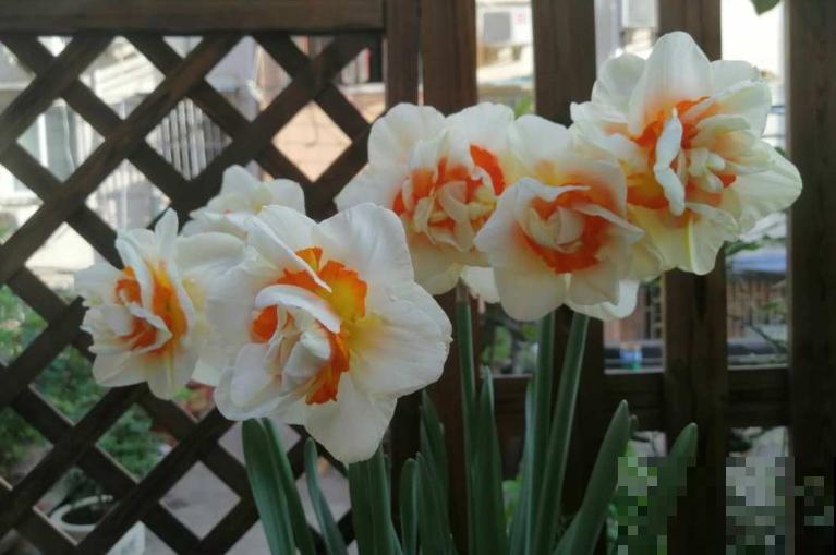 初入花坑,就选这些懒人花,种一次开好几个月! 初入花坑,就选这些懒人花,种一次开好几个月!