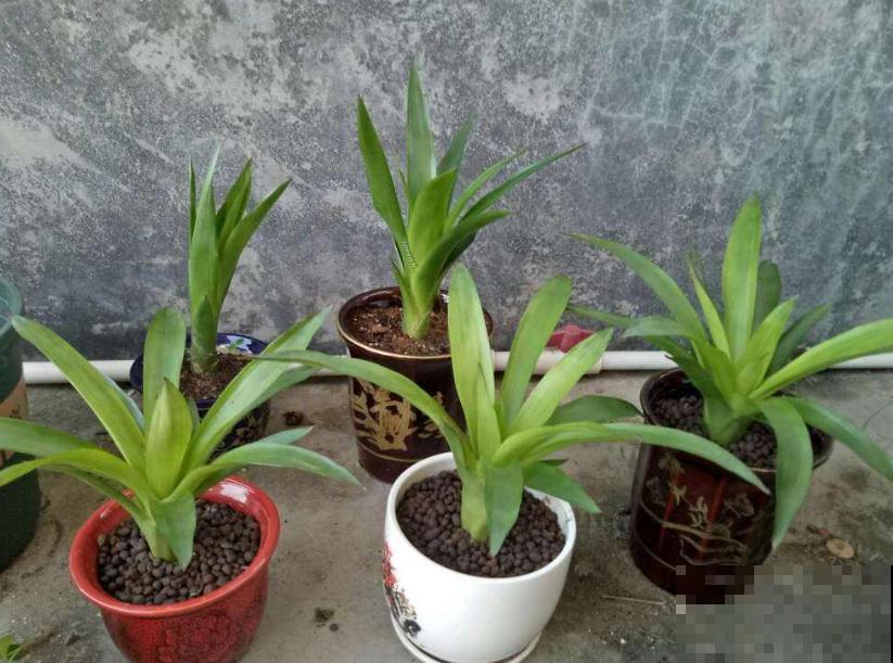 花市这种花是一次性的,开完花就死,可以扔掉了! 花市这种花是一次性的,开完花就死,可以扔掉了!