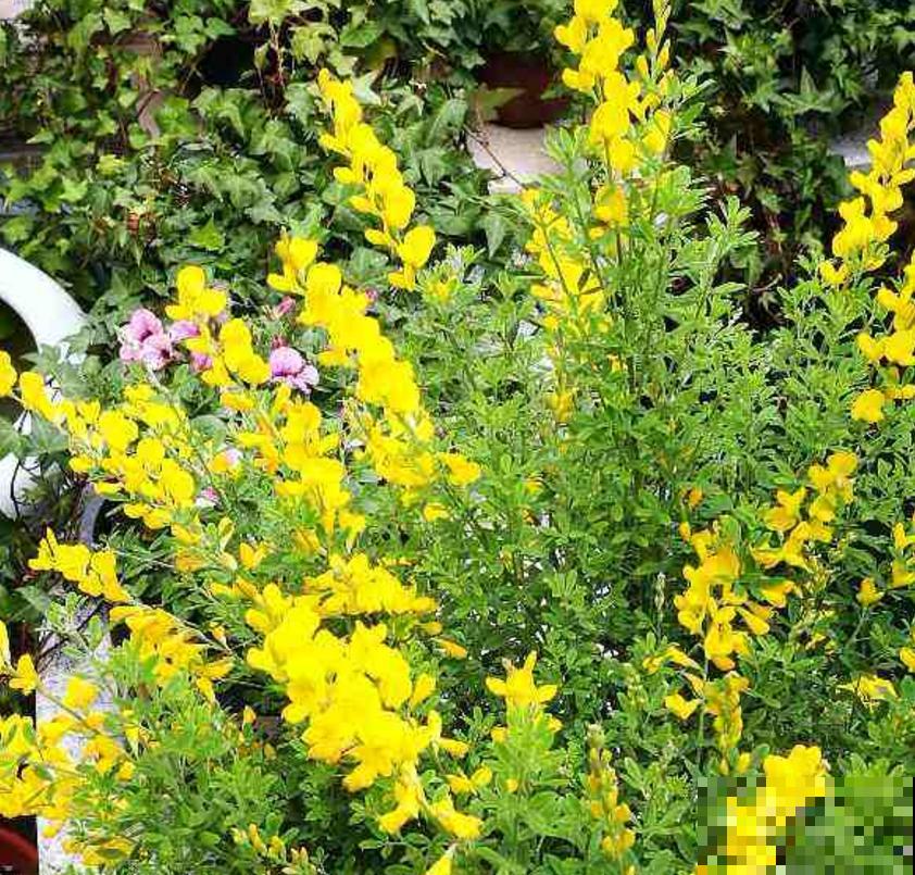 金雀花特抗造，咋养都能活，养它太省心！