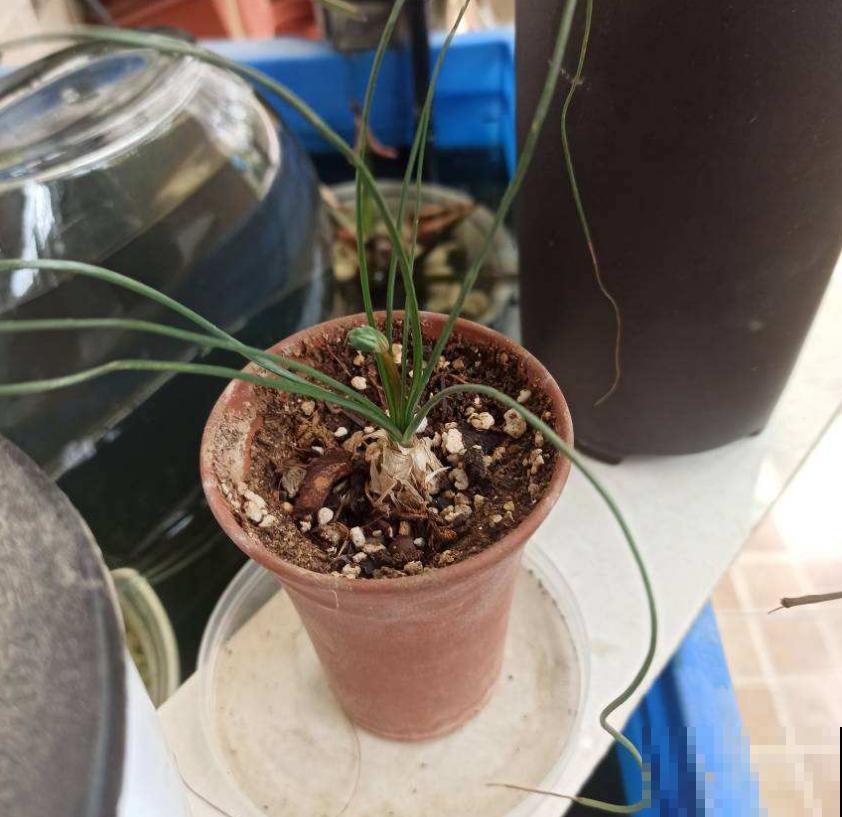 苍角殿很皮实，1个月不浇水都能活，养着省心！