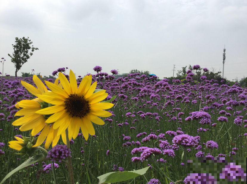 想要梦幻？不用去普罗旺斯，1把马鞭草种子满足你！