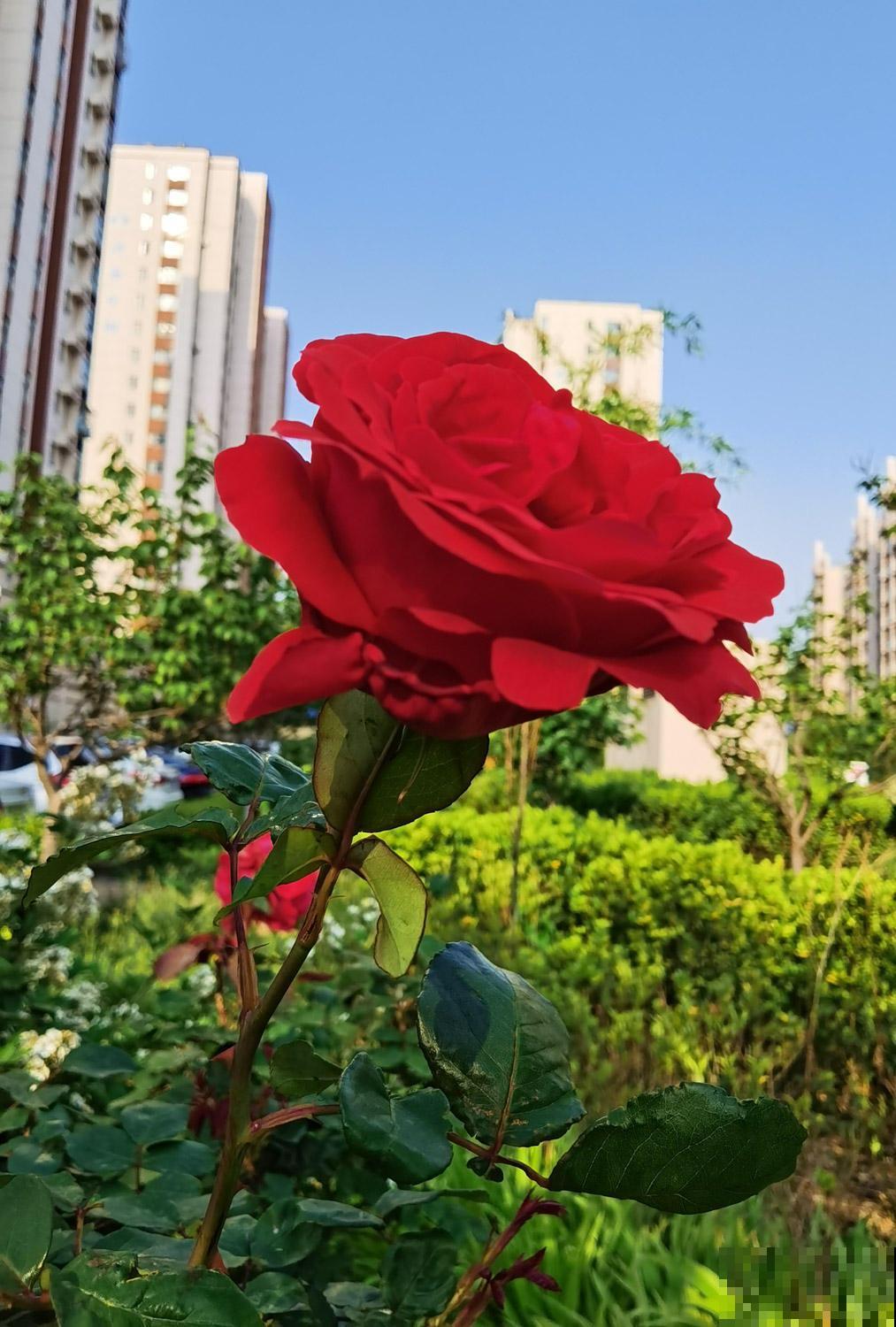 月季到了秋天开始“欢腾”，要抓好施时机，花苞才能砰砰冒不停