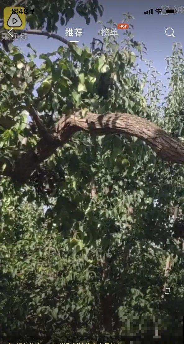 407岁古树，熊孩子玩火烧坏，只剩树皮还能活？