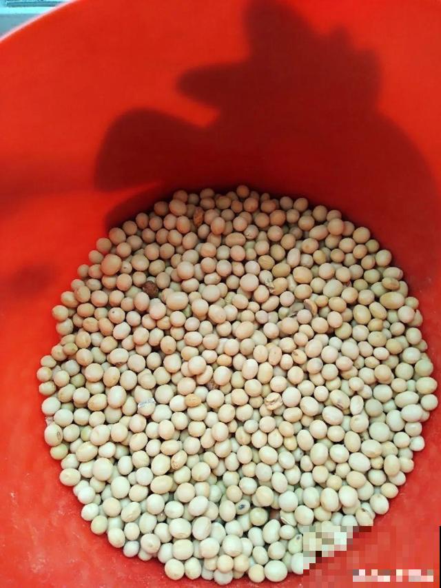 养根的3个小方法,照着一步步做,根能撑爆盆! 养根的3个小方法,照着一步步做,根能撑爆盆!