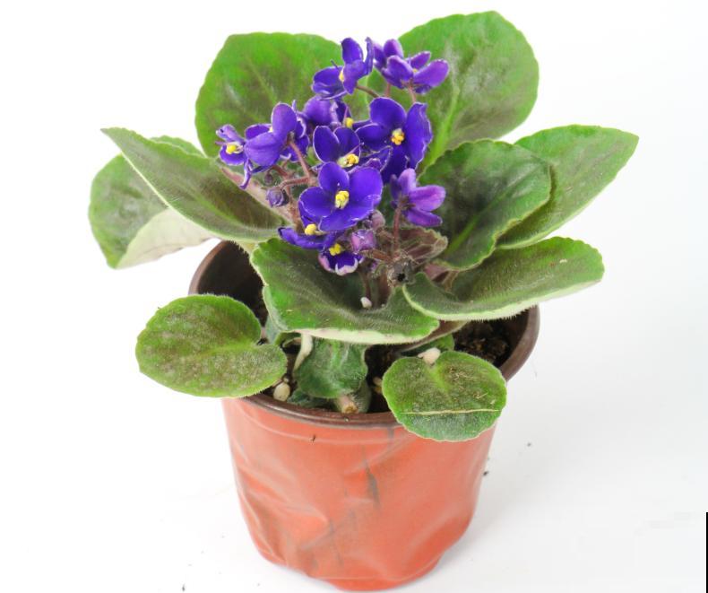 绿萝养腻了,换成非洲紫罗兰,1年有10个月花期! 绿萝养腻了,换成非洲紫罗兰,1年有10个月花期!