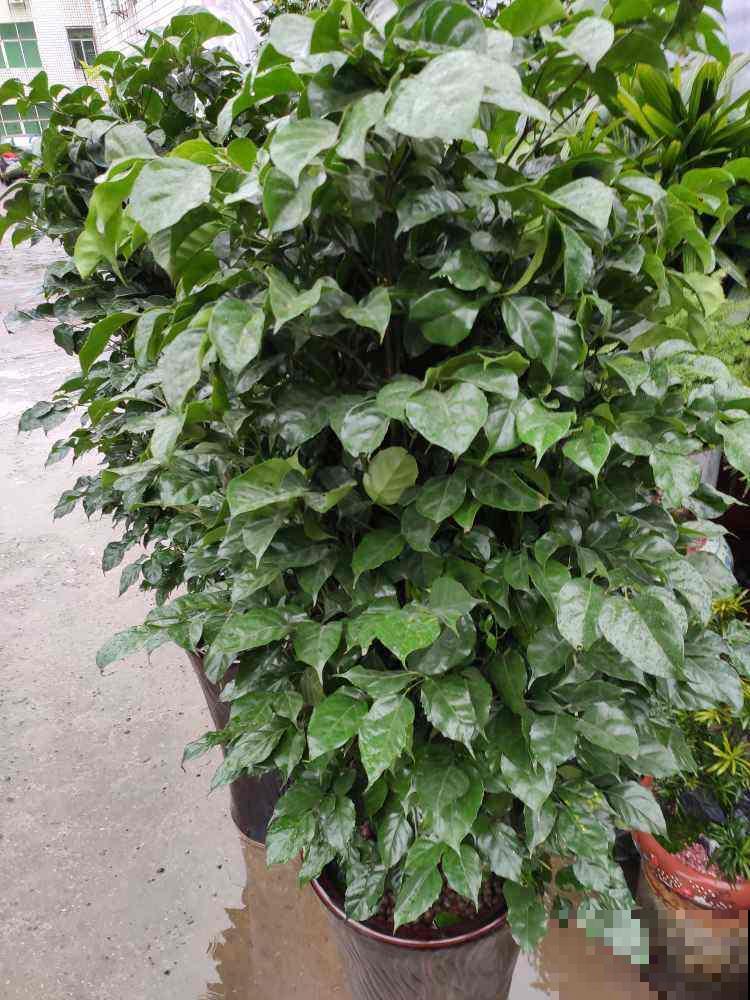 绿宝幸福树，买回家就掉叶子，打顶才是好办法