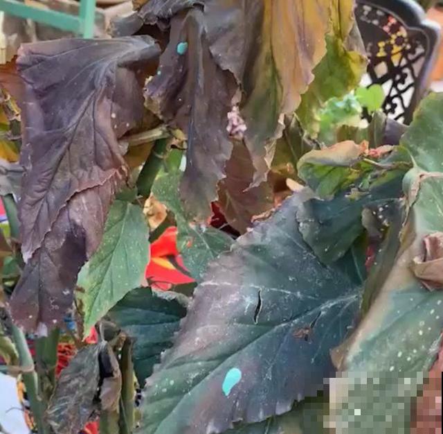 银星海棠特能开,阳台种一盆,一开就是一整年! 银星海棠特能开,阳台种一盆,一开就是一整年!