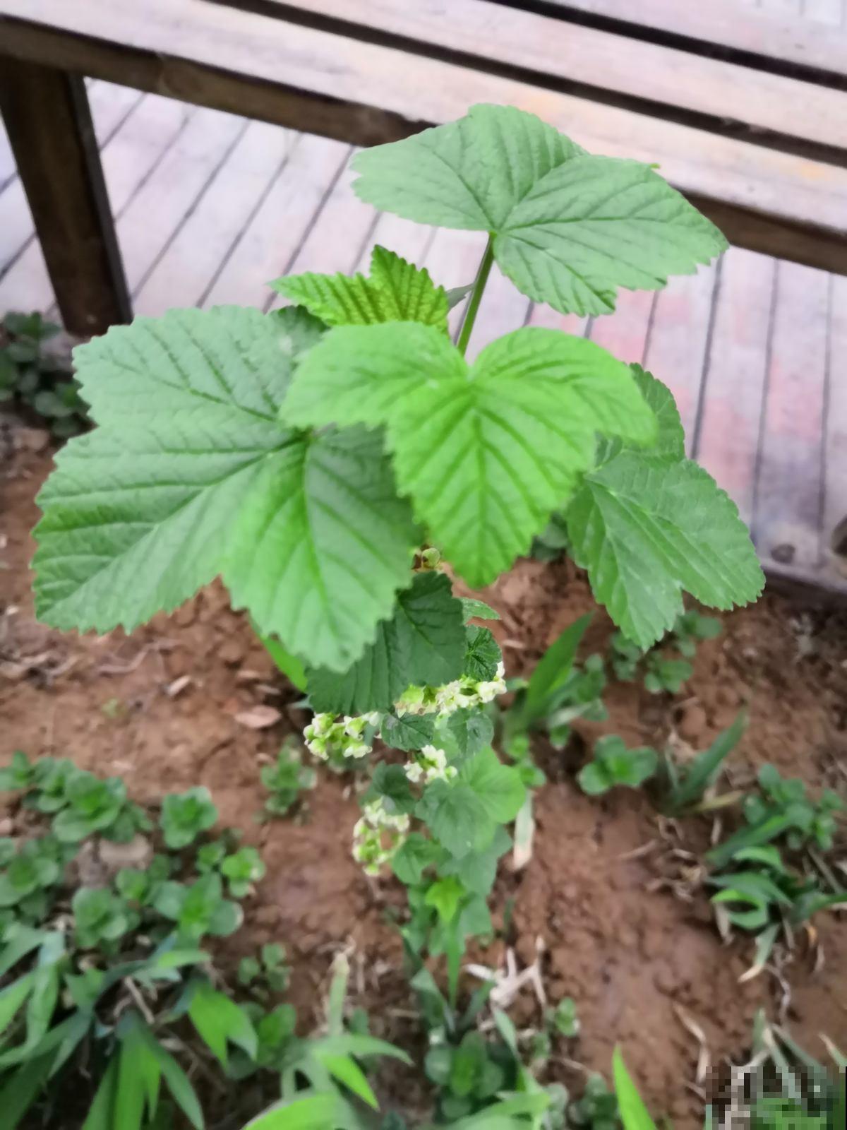 5种水果盆栽,种阳台上就能结果,足不出户吃果子 5种水果盆栽,种阳台上就能结果,足不出户吃果子