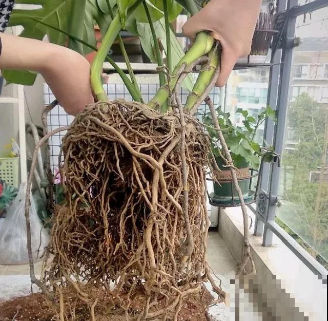 8种花换盆,换好了生一堆,换错立马死! 8种花换盆,换好了生一堆,换错立马死!