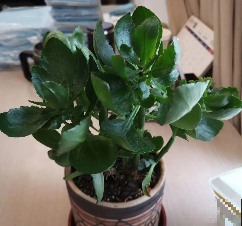 下个月开始，这10种花不能剪，剪了没花看，白养大半年！