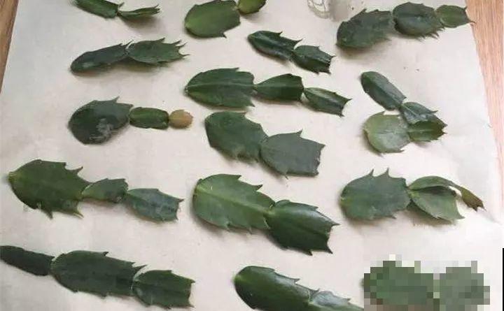 扦插有啥难？1根吸管，插活6盆花，太简单了！