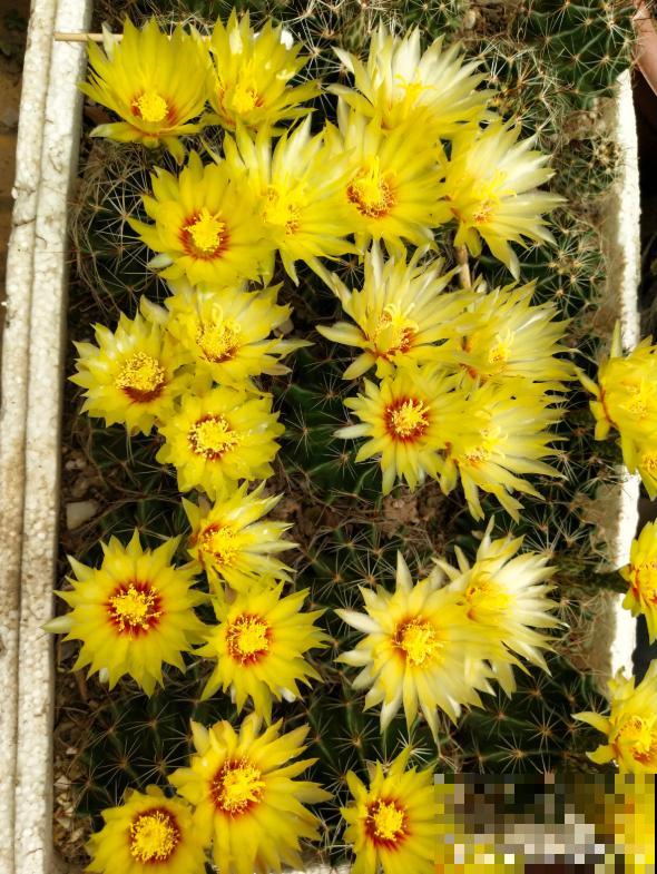 开花的仙人球,刷一下、结籽千千万,撒土里冒一盆苗! 开花的仙人球,刷一下、结籽千千万,撒土里冒一盆苗!