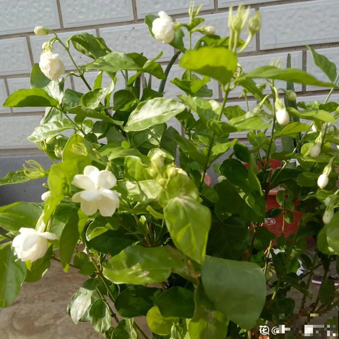 7种花,全是骗人的,白花冤枉钱! 7种花,全是骗人的,白花冤枉钱!