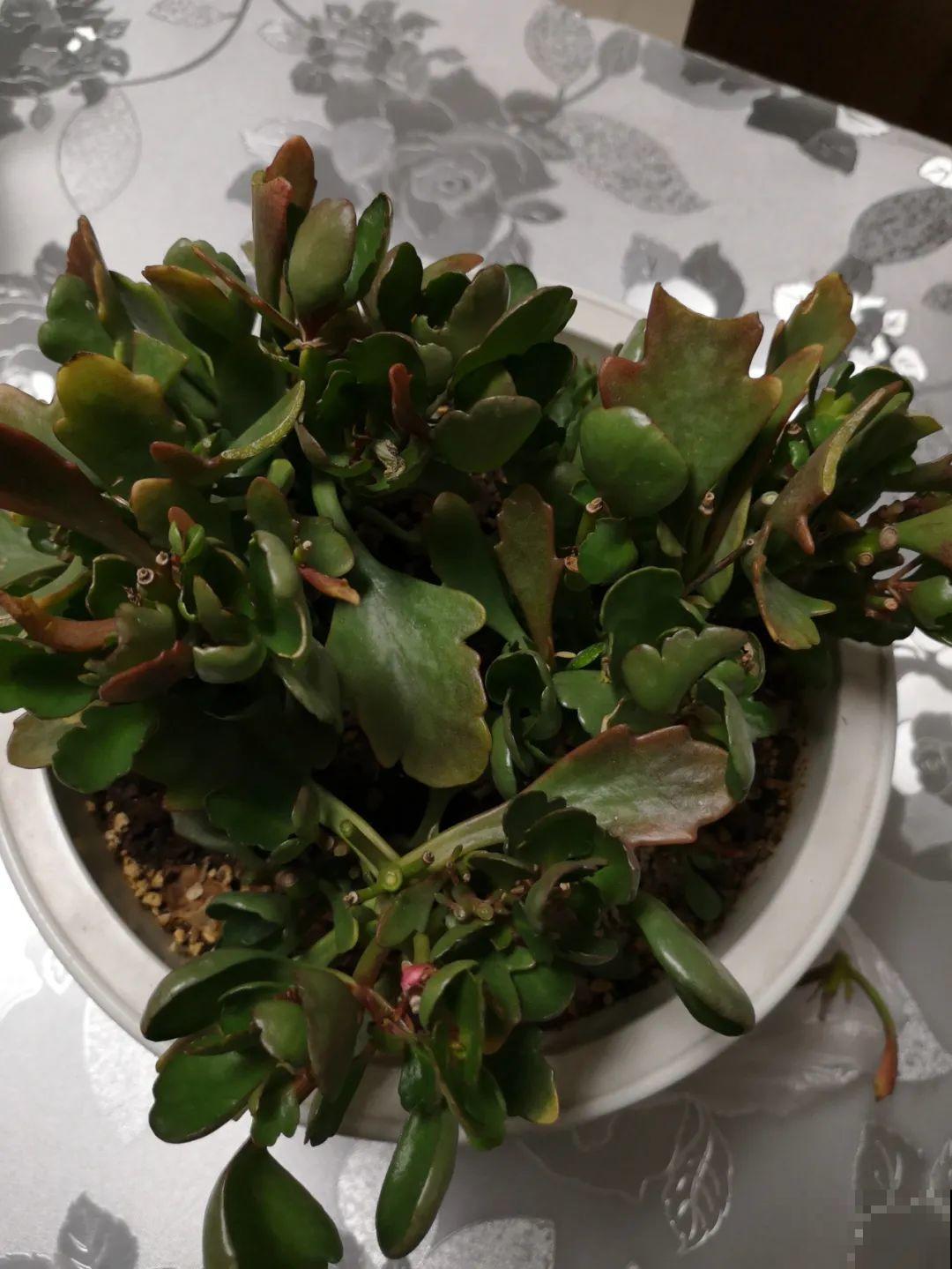 都说秋天不能剪，我却狠心剪秃头，对不对？