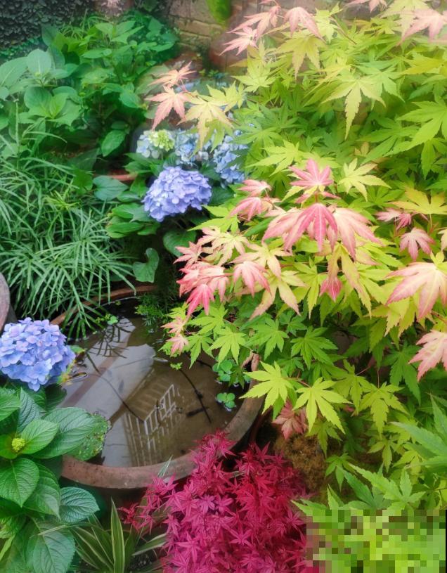 秋天就适合种草,叶子五彩斑斓,比月季三角梅都好看! 秋天就适合种草,叶子五彩斑斓,比月季三角梅都好看!