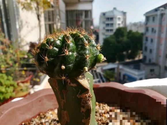 小众冷门仙人球,开花美过荷花,勤花又好养! 小众冷门仙人球,开花美过荷花,勤花又好养!