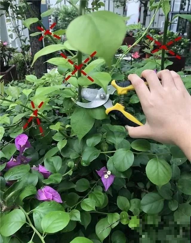 8种花要舍得掐,才能越长越旺盛 8种花要舍得掐,才能越长越旺盛