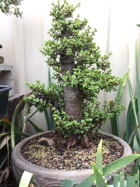 秋老虎来了，9种花进入“死期”，切莫大意！