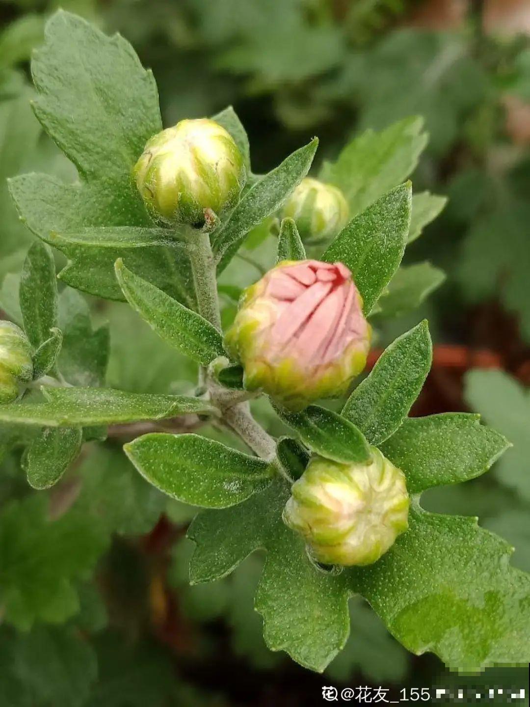 20种花秋天浇水避坑指南,现在就注意,来年长更好! 20种花秋天浇水避坑指南,现在就注意,来年长更好!