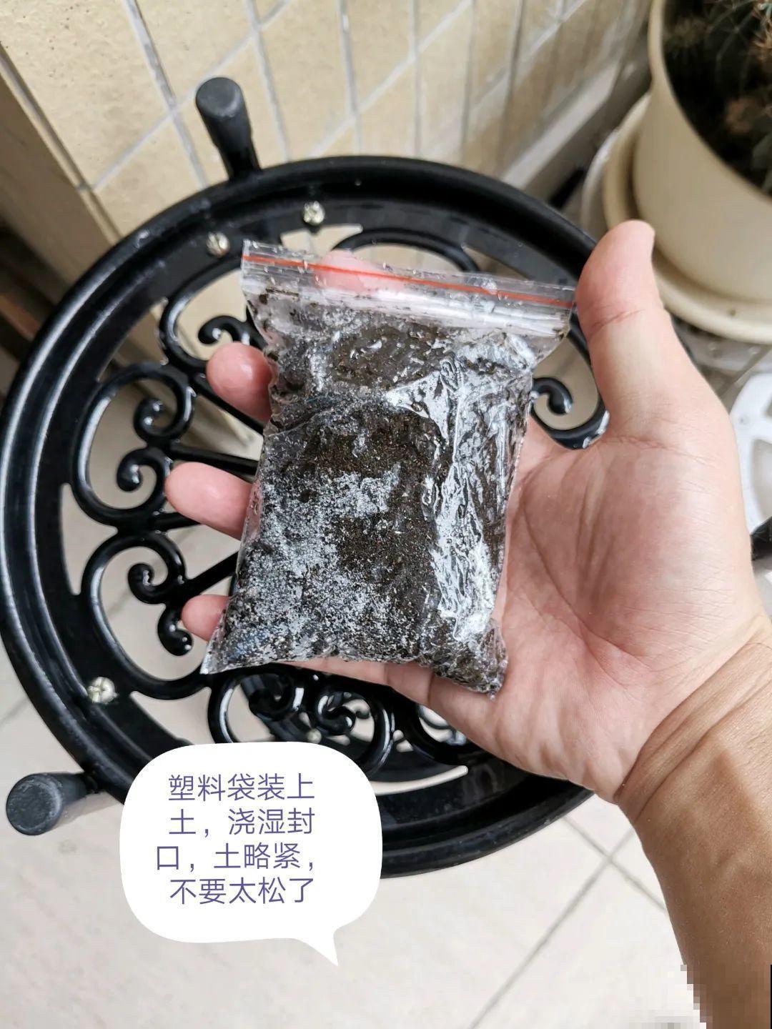 枝条不用扦插也能繁殖，环割一圈裹上土，塑料袋一包就能长根