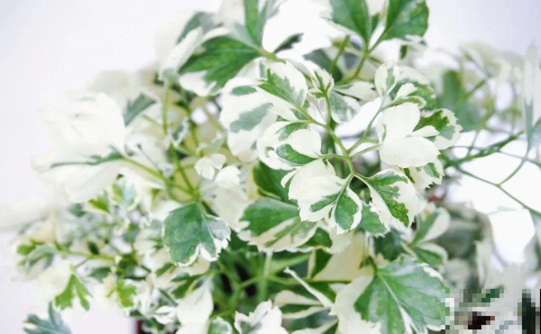 秋天养10种花，个个美得像油画，特别上档次！