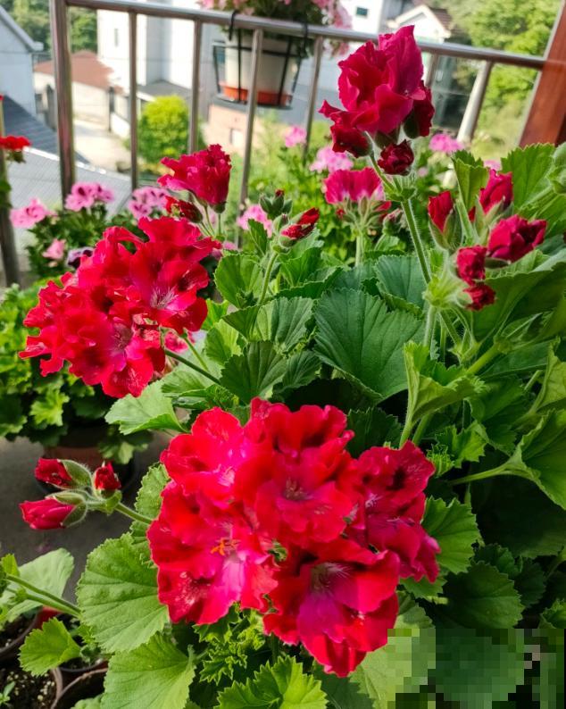 天竺葵最美的20个品种,不养一盆,对不起自己! 天竺葵最美的20个品种,不养一盆,对不起自己!