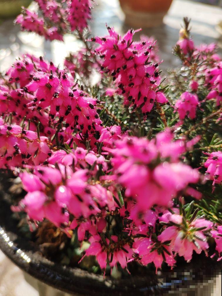 欧石楠，好看到窒息，密集恐惧症患者慎入！