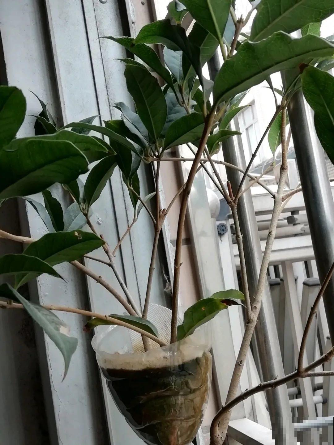 枝条不用扦插也能繁殖，环割一圈裹上土，塑料袋一包就能长根