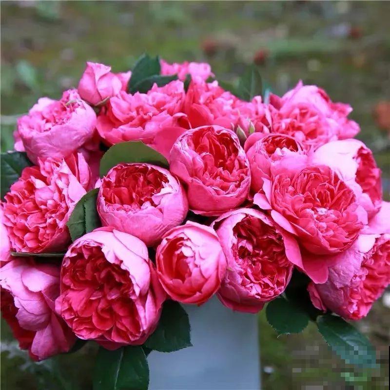 养月季会上瘾,尤其是这9种,秋天长出大花苞 养月季会上瘾,尤其是这9种,秋天长出大花苞