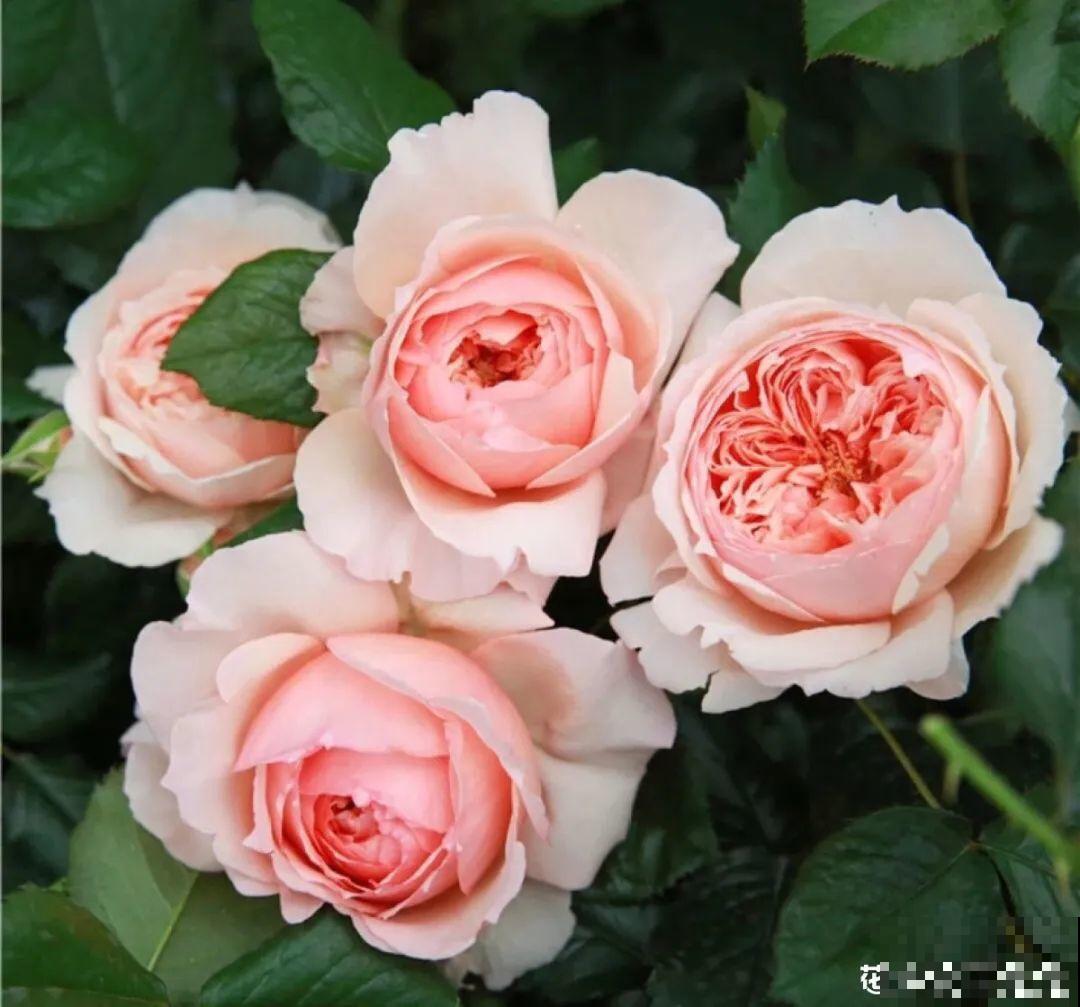 10种“好运花”，中国人最爱养，图个吉祥如意！