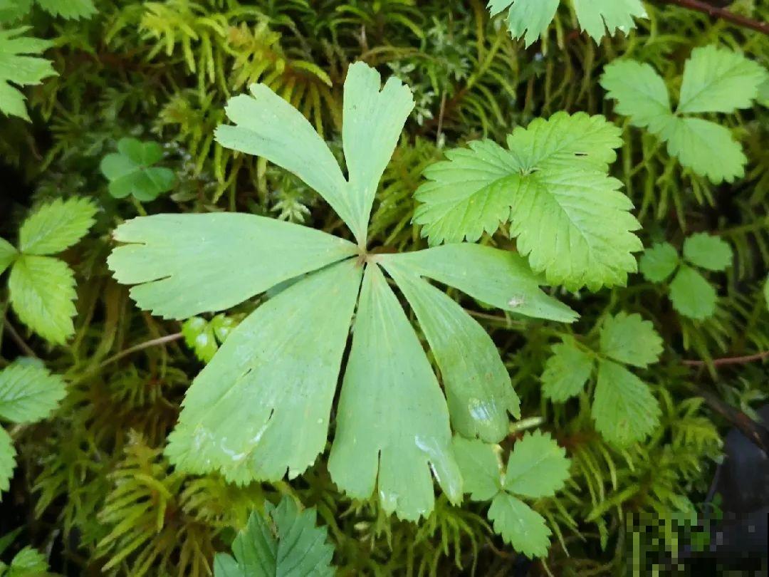 山上的雪莲,说摘就摘? 山上的雪莲,说摘就摘?