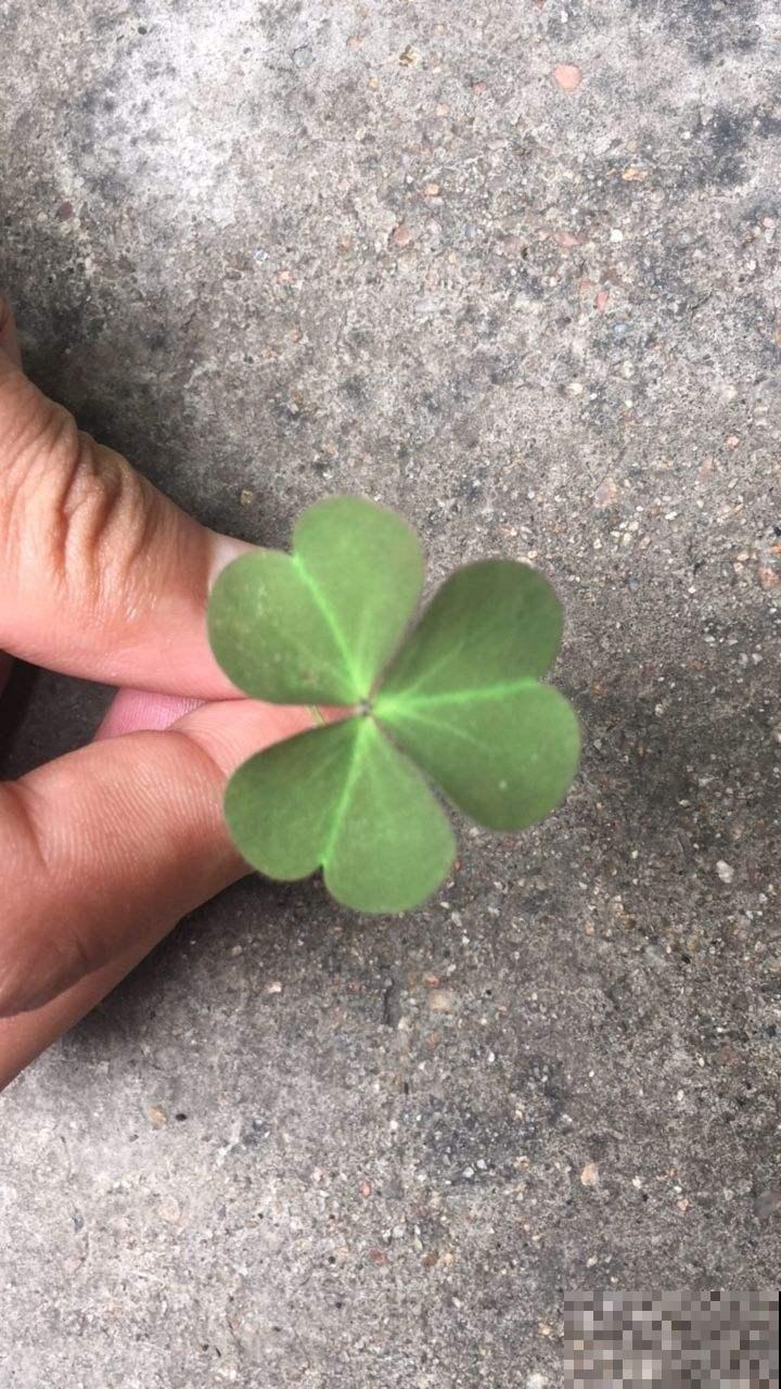 酢浆草不是三叶草,傻傻分不清?叫错名字惹笑话! 酢浆草不是三叶草,傻傻分不清?叫错名字惹笑话!