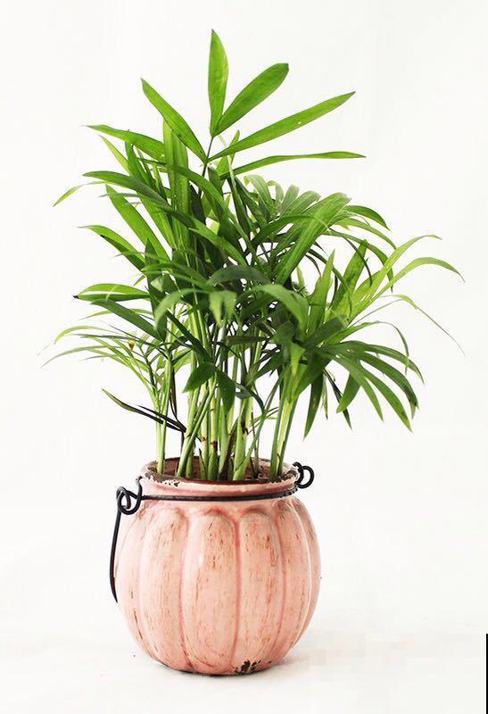 这5种绿植,长得实在太像了,一不小心就买到假货! 这5种绿植,长得实在太像了,一不小心就买到假货!